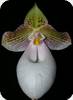 Paph. micranthum var. eburneum